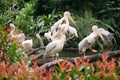 Wild pelican in singapore zoo .