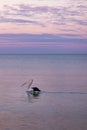 Wild pelican swimming at the sea. Sunset time, pink sky. Black and white feathers, pale pink beak. Vertical picture. Whyalla, Eyre