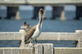 Wild pelican water bird perching on harbor railing in Florida. Wildlife in Southern USA Royalty Free Stock Photo