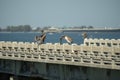 Wild pelican water bird perching on harbor railing in Florida. Wildlife in Southern USA Royalty Free Stock Photo