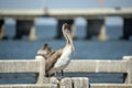 Wild pelican water bird perching on railing in front of Sunshine Skyway Bridge over Tampa Bay in Florida. Wildlife in Royalty Free Stock Photo