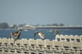 Wild pelican water bird perching on railing in front of Sunshine Skyway Bridge over Tampa Bay in Florida. Wildlife in Royalty Free Stock Photo