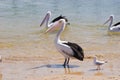 Wild pelicans on beach shore