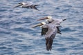 Pelican Flying Around Santa Rosa Island - Channel Islands National Park Royalty Free Stock Photo