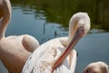 Wild pelicans on the lake Royalty Free Stock Photo