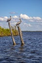 Wild pelicans standing on wooden logs in the river.