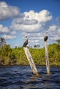 Wild pelicans standing on wooden logs in the river.