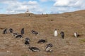 Wild Penguins Patagonia Chile