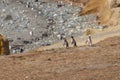 Wild Penguins Patagonia Chile