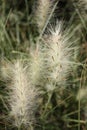 pennisetum villosum