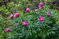 Wild peonies in the Altai mountains