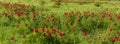 Wild Peonies Flower in Steppe