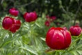 Wild peonies in macin mountains,romania