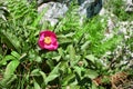 Wild Peony In Nebrodi Park, Sicily