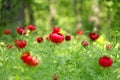 Wild peony (Paeonia peregrina romanica) in a forest nearby the Enisala fortress in Dobrogea.