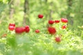 Wild peony (Paeonia peregrina romanica) in a forest nearby the Enisala fortress in Dobrogea.