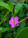 Wild Peony Plant Nature friendly