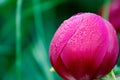 Wild peony in protected nature area