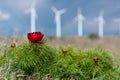 Wild peony is thin-leaved Paeonia tenuifolia against wind turbines background, in its natural environment. Royalty Free Stock Photo