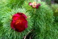 Wild peony is thin-leaved Paeonia tenuifolia, in its natural environment. Bright decorative flower, popular in garden landscape Royalty Free Stock Photo