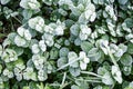 Wild peppermint covered with white hoar frost and ice crystal formation. Winter nature background