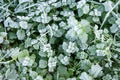 Wild peppermint covered with white hoar frost and ice crystal formation. Winter nature background