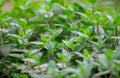 Wild Peppermint (Mentha piperita, also known as Mentha balsamea Wild) grown at greenhouse