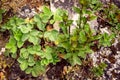 wild Peppermint and wood strawberry plant growing on a stony ground
