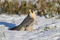 Wild peregrine falcon on snow