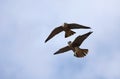 Wild Peregrine Falcons Flying Royalty Free Stock Photo