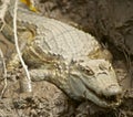 Wild Peruvian caiman