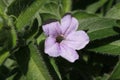 `Wild Petunia` flower - Ruellia Humilis