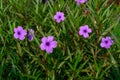 Wild Petunia or Ruellia brittoniana flowers
