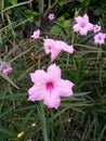 wild petunias