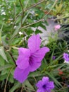 wild petunias