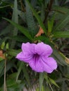 wild petunias