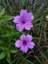 wild petunias