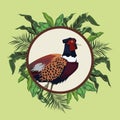 Wild pheasant bird animal with leafs plants