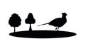 Wild pheasant bird animal silhouette and trees camp