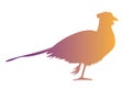 Wild pheasant bird animal silhouette