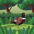 Wild pheasant bird in landscape