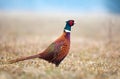 Wild pheasant in a field Royalty Free Stock Photo