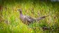 Wild ring-necked pheasant in natural habitat of reeds and grasses on moorland in Yorkshire Dales, UK Royalty Free Stock Photo