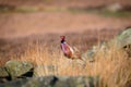 Wild ring-necked pheasant in natural habitat of reeds and grasses on moorland in Yorkshire Dales, UK Royalty Free Stock Photo