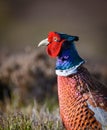 Wild ring-necked pheasant in natural habitat of reeds and grasses on moorland in Yorkshire Dales, UK Royalty Free Stock Photo