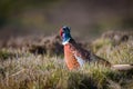 Wild ring-necked pheasant in natural habitat of reeds and grasses on moorland in Yorkshire Dales, UK Royalty Free Stock Photo