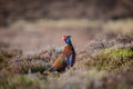 Wild ring-necked pheasant in natural habitat of reeds and grasses on moorland in Yorkshire Dales, UK Royalty Free Stock Photo