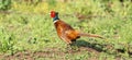 Wild Pheasant Royalty Free Stock Photo