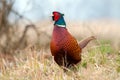 Wild pheasant Phasianus colchicus in a field Royalty Free Stock Photo