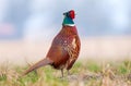 Wild pheasant Phasianus colchicus in a field Royalty Free Stock Photo